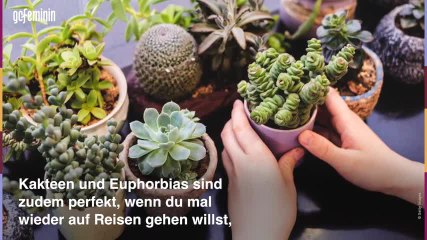 200710_Pflanze-für-sternzeichen-2