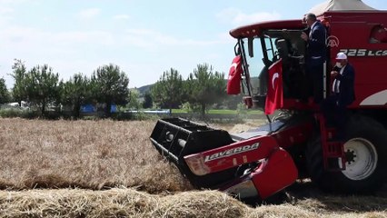 SAMSUN - Karakılçık buğdayı hasadı yapıldı