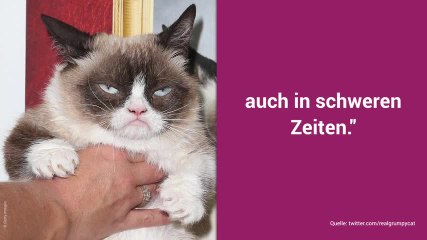 Welt trauert um Internet-Star: Grumpy Cat ist tot