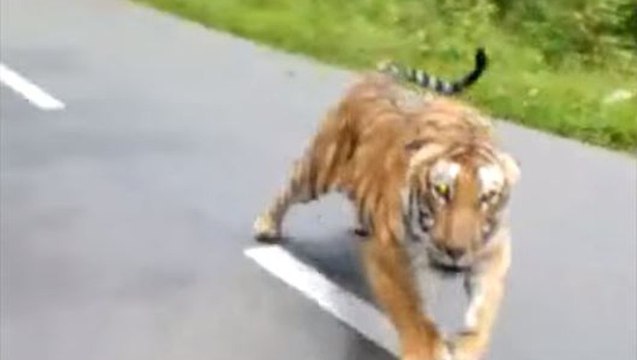 Un motard échappe de justesse à un tigre qui le pourchasse