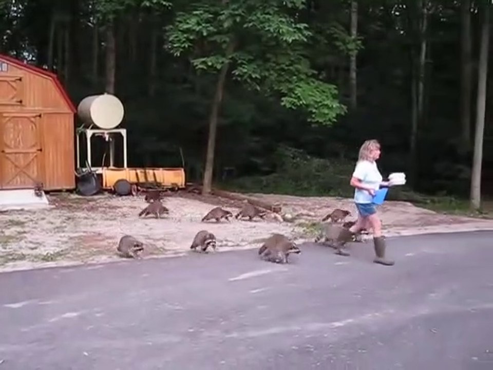 L'heure du repas pour les ratons laveurs... Trop mignon