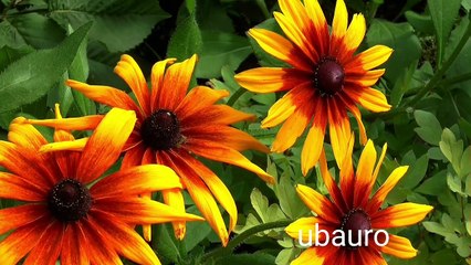 Real beautiful amazing flowers