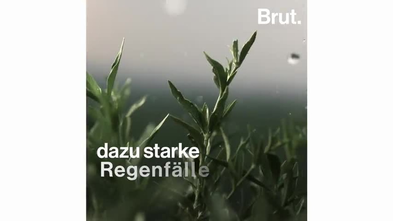 DE_MANAGE-190625_BRUT-Olivenölkrise