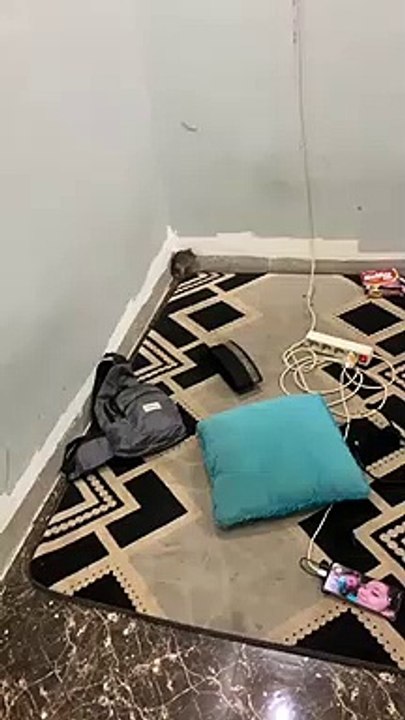 video lucu tikus