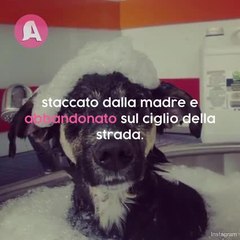 Chiara e i suoi 82 cani