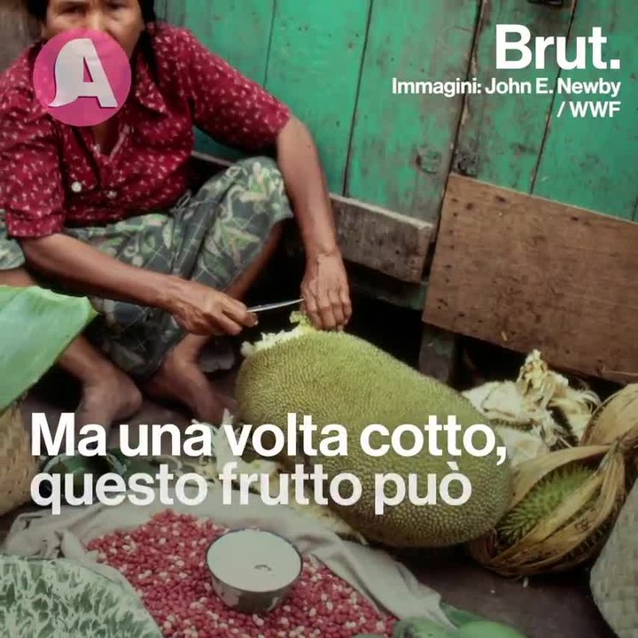 Frutto carne