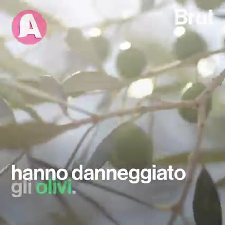 Olio d'oliva