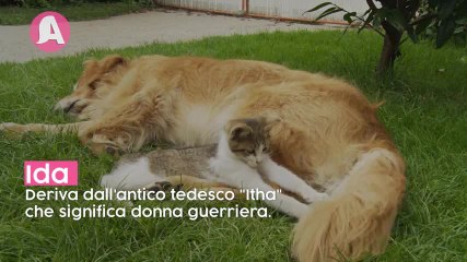 Nomi per gatti femmina