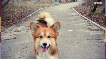 Descargar video: Razas de perros para familias