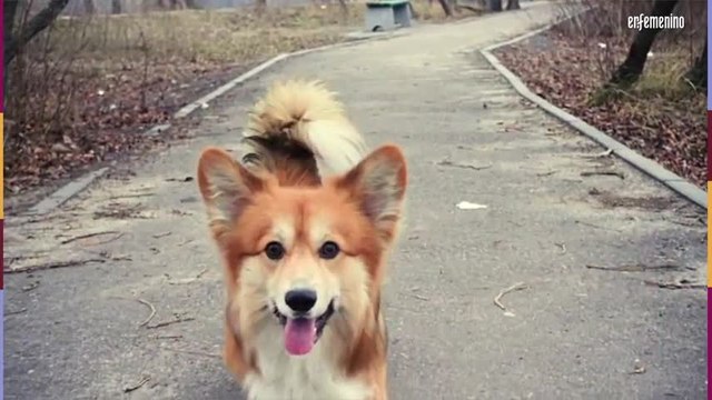 Razas de perros para familias
