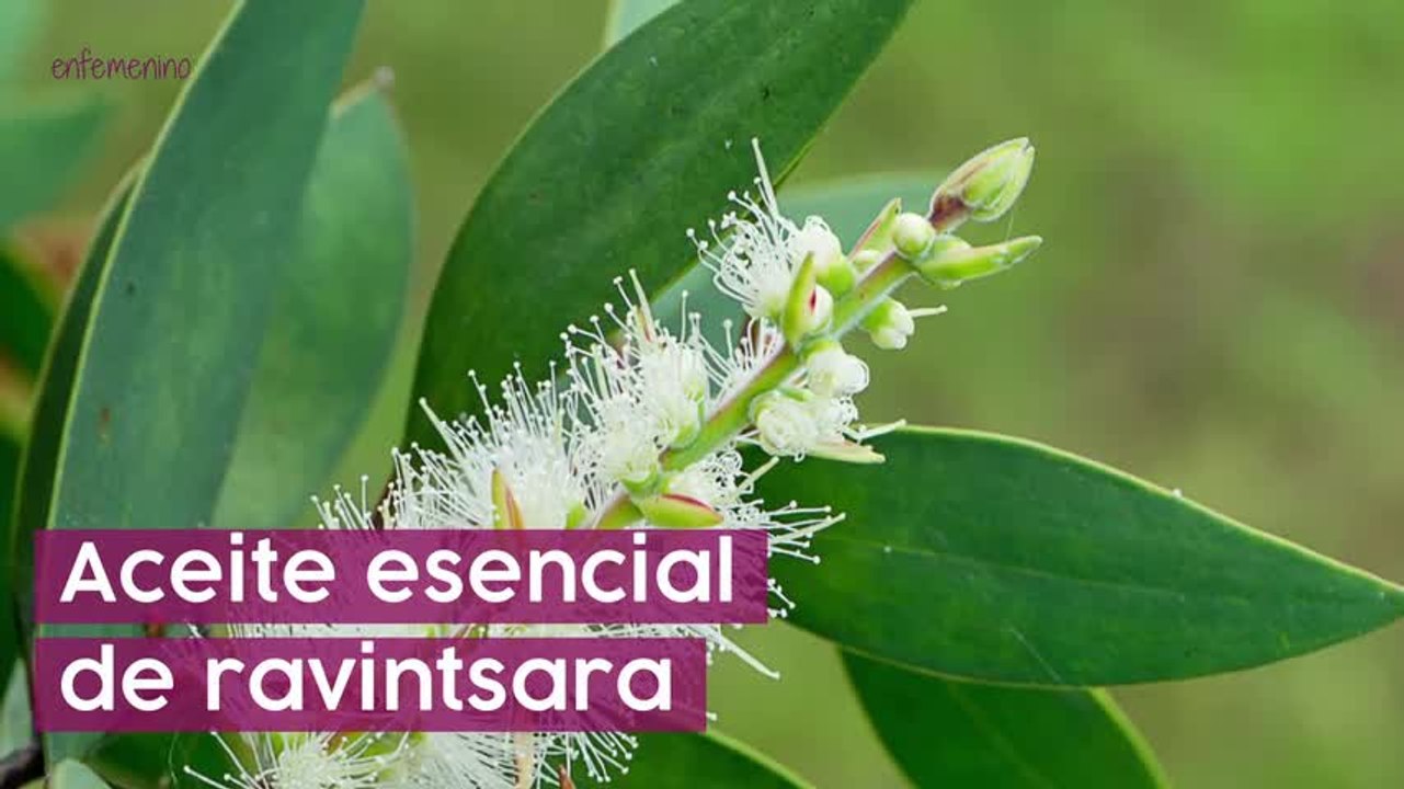 Curar el resfriado con aceites esenciales