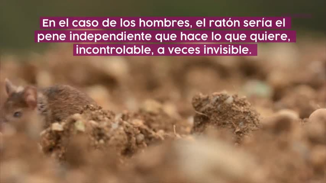 Soñar con ratones
