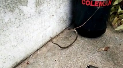 Örümcek ağına yılan düşerse...