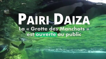Pairi Daiza : la "Grotte des manchots" est ouverte au public !