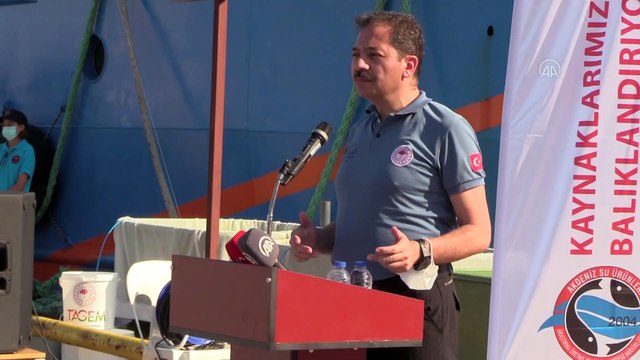 ANTALYA - Balon balığı alımları başladı