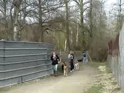 Promenades chiens MOV02476