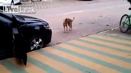 Müziği duyunca oynamaya başlıyor