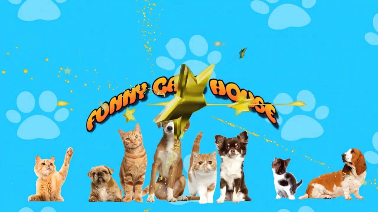 CUTE DRESSED KITTENS PRESENT IN BEAUTY CONTEST