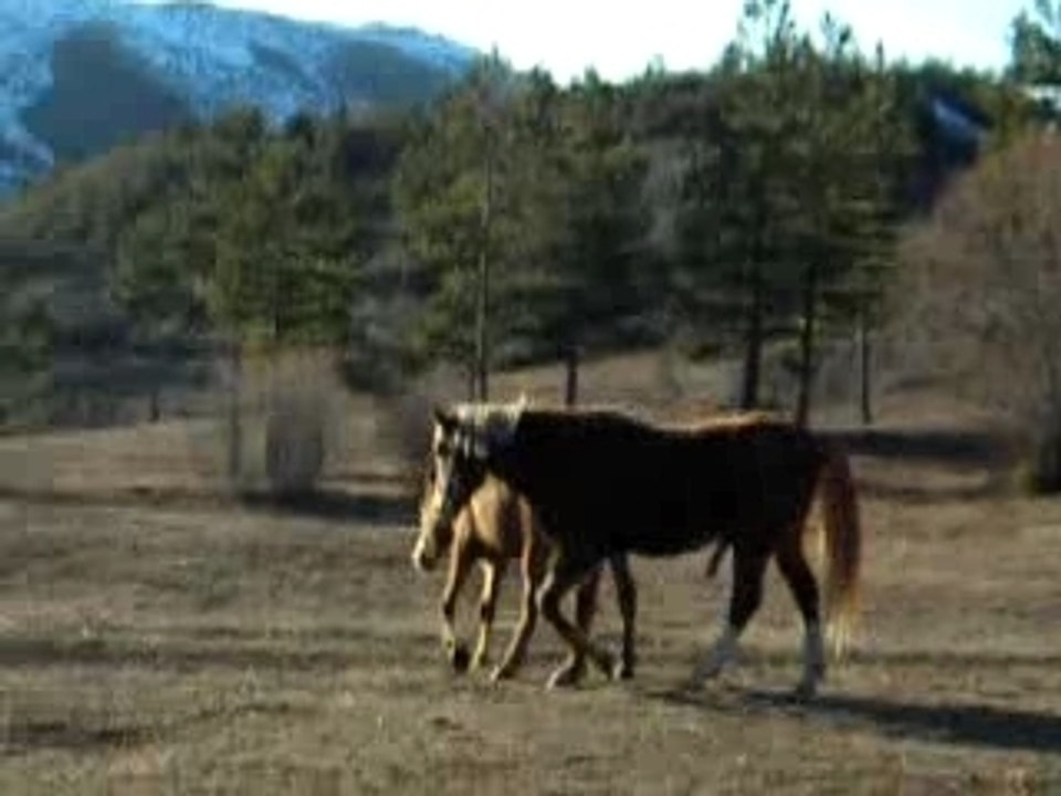 Qpidon parade nuptiale