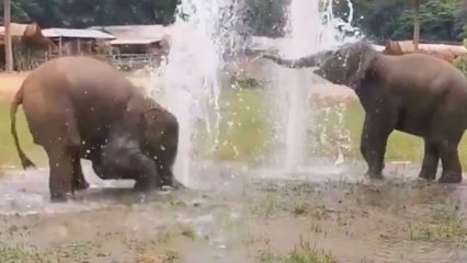 ಸೋಶಿಯಲ್ ಮೀಡಿಯಾದಲ್ಲಿ ವೈರಲ್ ಆದ ಮರಿ ಆನೆ