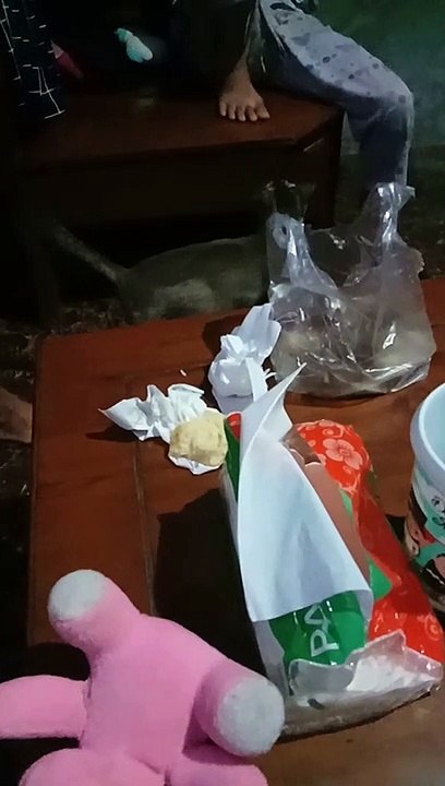 cute cat Katie asking for food