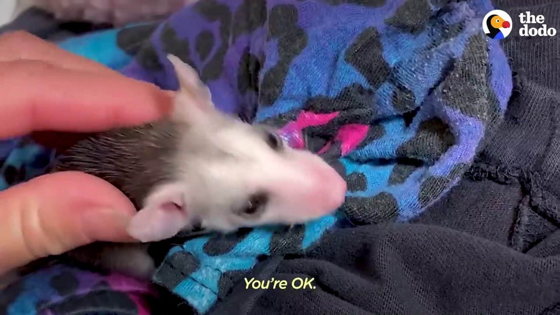 Opossum Covers His Mom's Face In Kisses _ The Dodo Little But Fierce # ANIMAL LOVERS