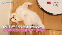 「我要吃飯！放我下來！」貓皇與掃地機器人超可愛互動