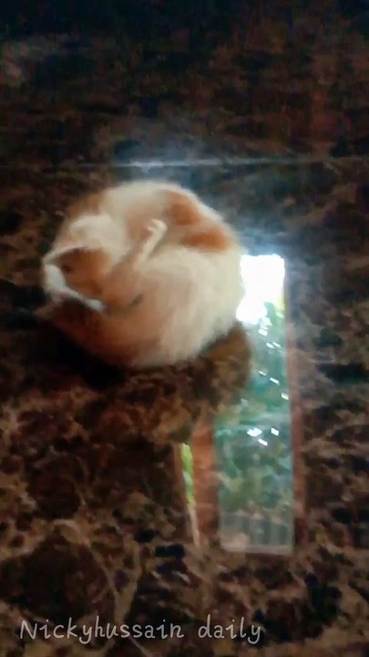 Adorable cute cat