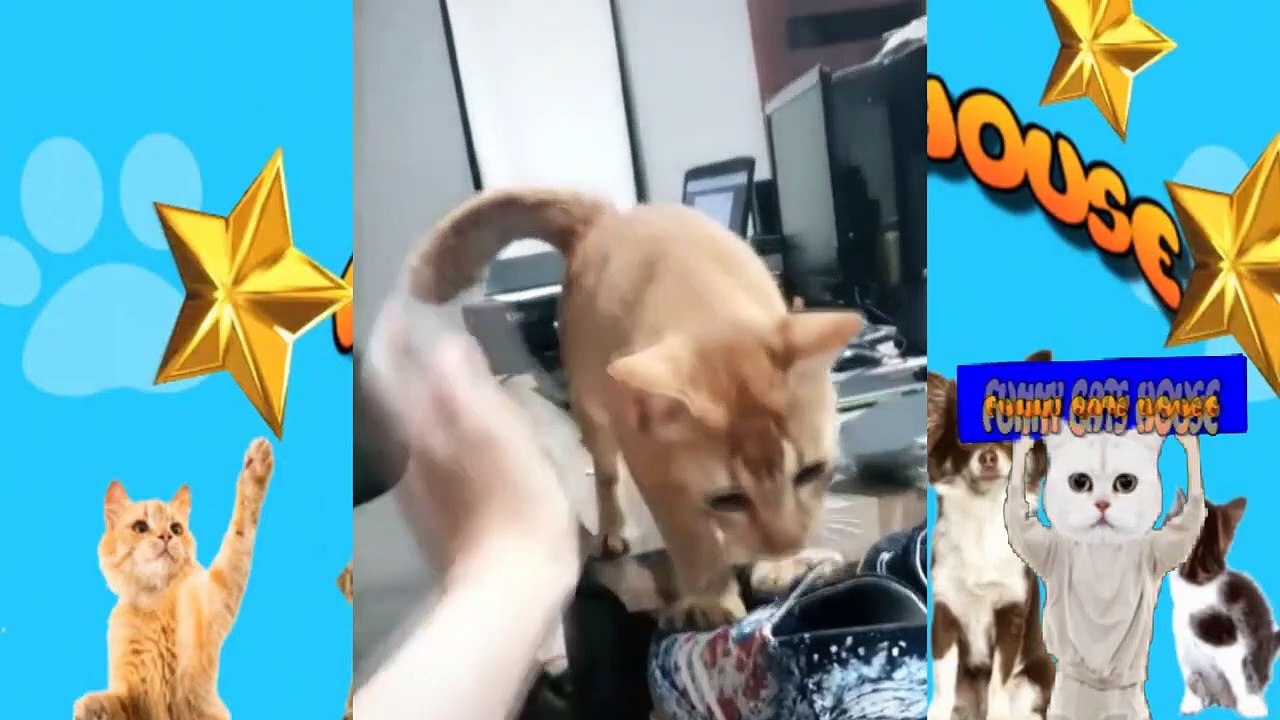 Too cute cats impossible not to smile at them kkkkk