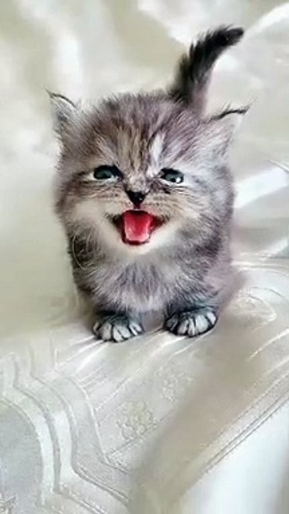 anak kucing lucu
