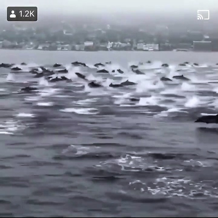 del fines   surcando el mar