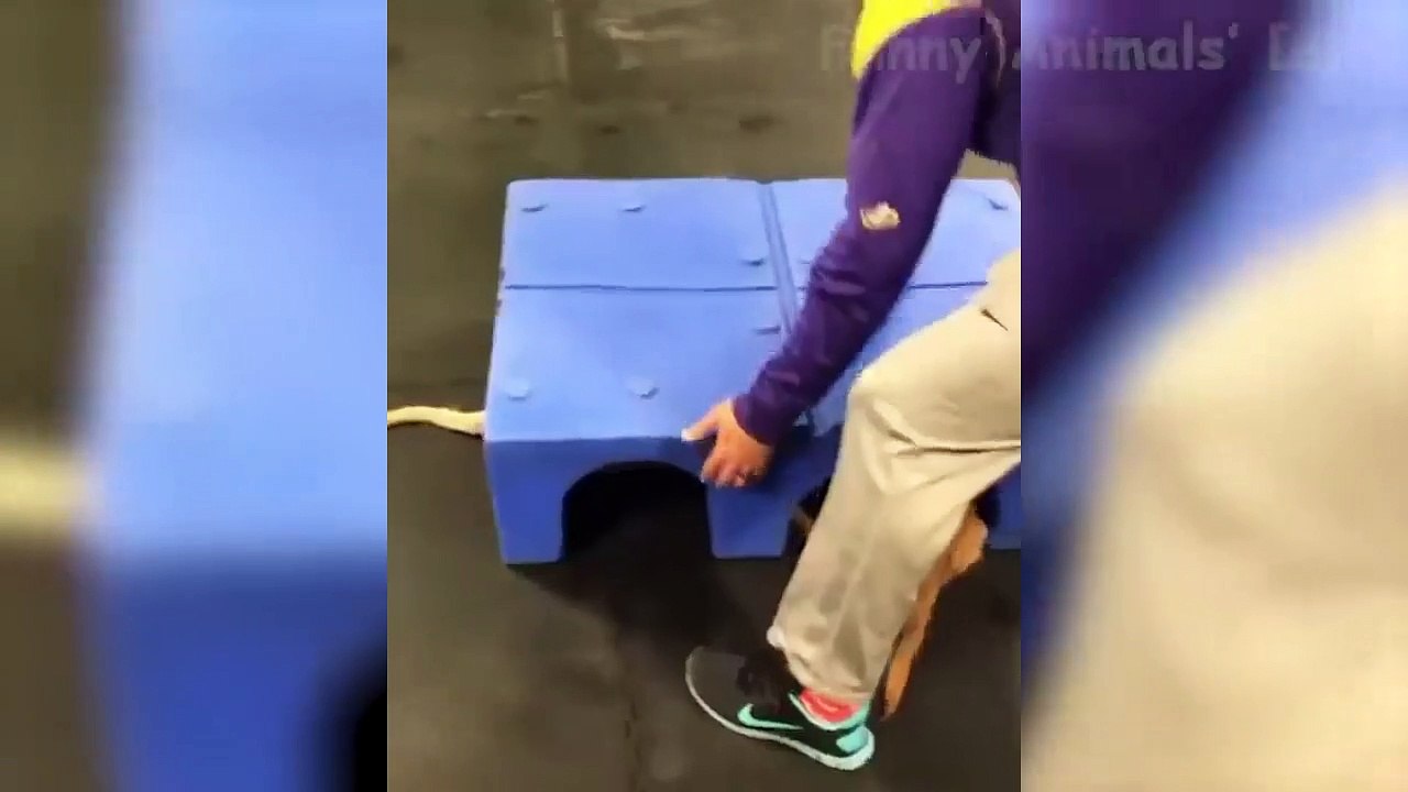 Funniest  Dogs And Cats - Try Not To Laugh - Best Of The Funny Animal Videos