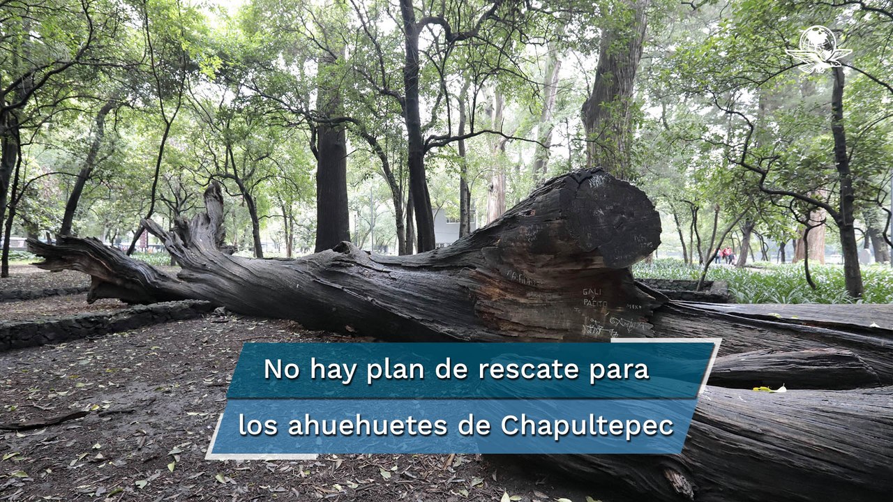 Los ahuehuetes de Chapultepec, árboles sagrados y profanados