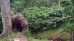 Do You Know How Are Wild Elephants Relocated? Check This Video