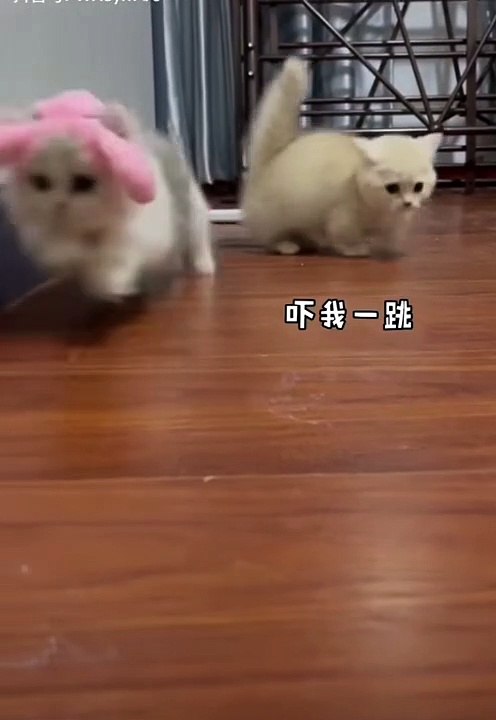 (CATs) white slug u.u