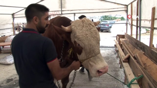 Sultanbeyli’deki kurban pazarının 1 tonluk 'Efe'si alıcısını bekliyor