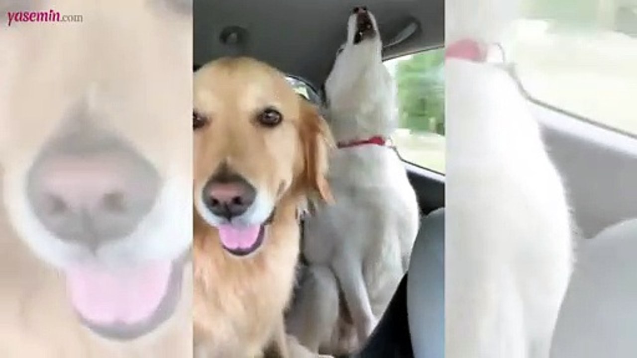 İki Sibirya Kurdu arasında kalan Golden'ın şaşkınlığı