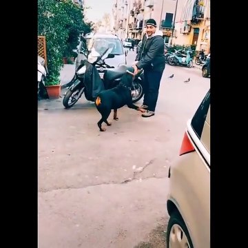 Funniest Animals - Funny Animal Videos Can'T Help But Laugh 2021 - Cutest Animals Ever