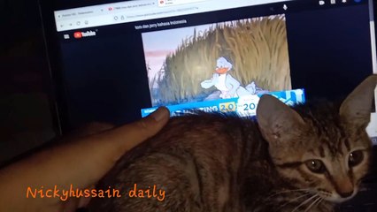 cute cat watching cartoons and not focusing