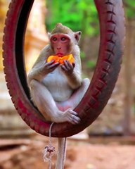 Monkey Sitting on Tyre and Eating Fruit
