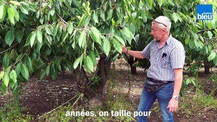 C'est si bon les cerises Noire de Meched