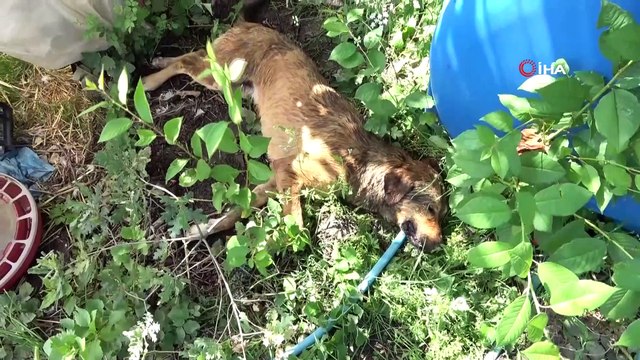 Zehirlenen sakat ve hasta köpeklerinin başında göz yaşı döktü
