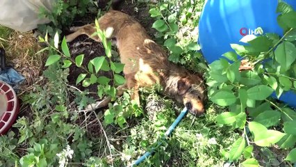 Zehirlenen sakat ve hasta köpeklerinin başında göz yaşı döktü