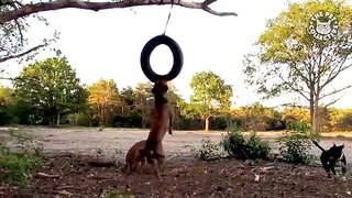 Playground Pets | Funny Pet Video Compilation 2018