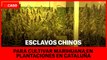 Esclavos chinos para cultivar marihuana en plantaciones en Cataluña