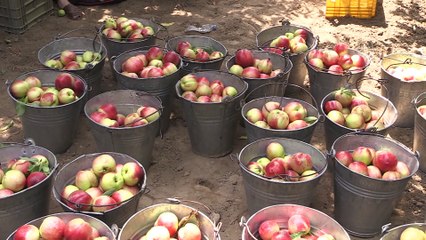 BURSA - Rekoltesi düşen Bursa şeftalisinde fiyatlar üreticiyi memnun etti