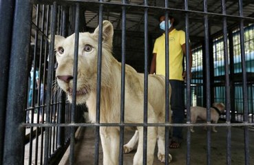 Kamboçya'da devletin el koyduğu TikTok fenomeni aslan sahibine iade edildi