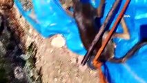 Mersin'de sulama havuzunu düşen tilki ekiplerce kurtarıldı
