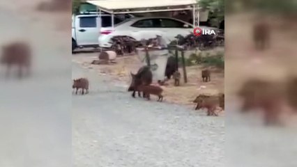 Turistik ilçedeki domuz sürüsü şaşırttı