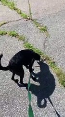 Dog Double Checks Whenever it Hears a Fart